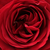 Red - Bed and borders rose - floribunda - Look Good Feel Better™